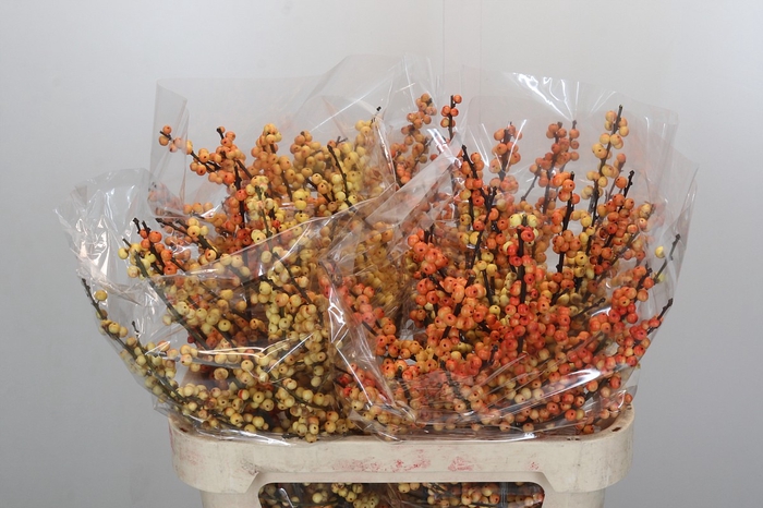 <h4>Ilex Cresgold</h4>