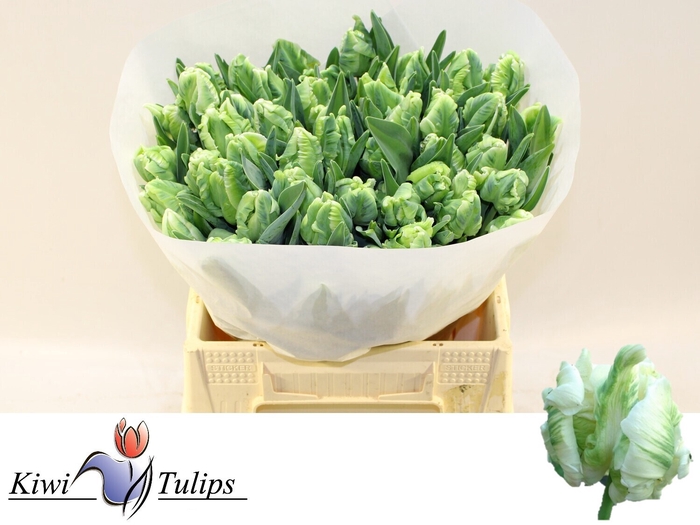 <h4>Tulipa pa super parrot</h4>