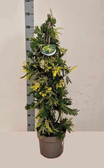 <h4>ACACIA PARADOXA</h4>