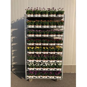 Osteospermum Margarita