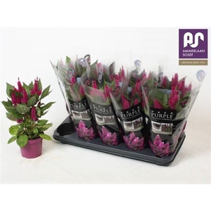 Celosia Merida Caracas Dark