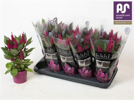 <h4>Celosia Merida Caracas Dark</h4>