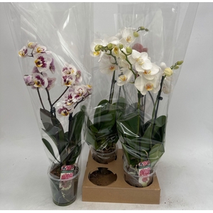 PHAL GEM