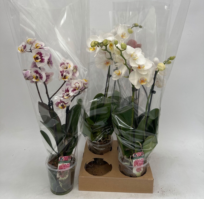 <h4>PHAL GEM</h4>