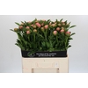 Paeonia Etched Salmon