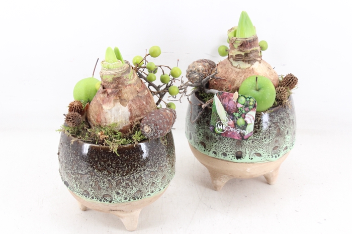 <h4>arr4 Amaryllis MB - Luxe bolpotje op pootjes x6</h4>