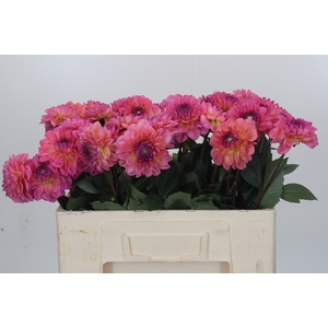 Dahlia Esli