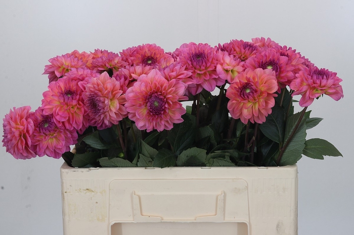 <h4>Dahlia Esli</h4>