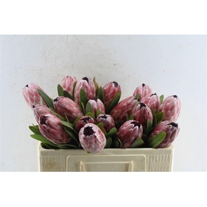 Protea Pink Ice