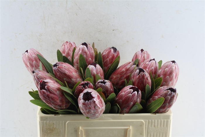 <h4>Protea Pink Ice</h4>