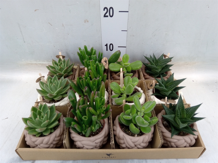 <h4>Succulents   ...mix 3</h4>