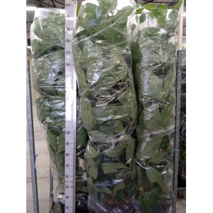 Schefflera actin. 'Amate'