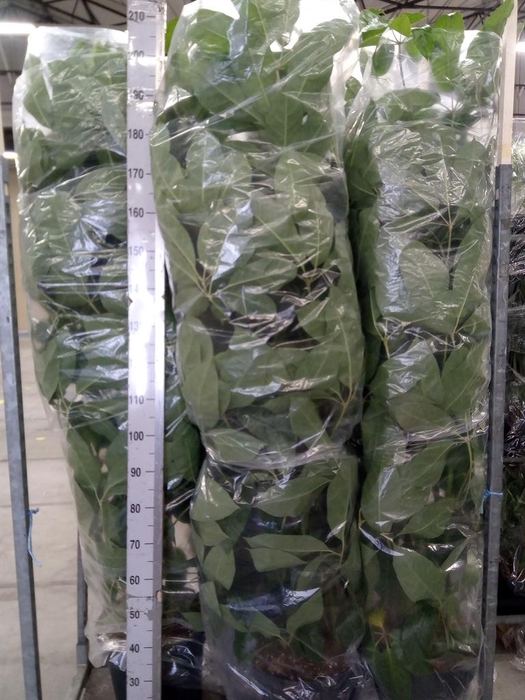 <h4>Schefflera actin. 'Amate'</h4>