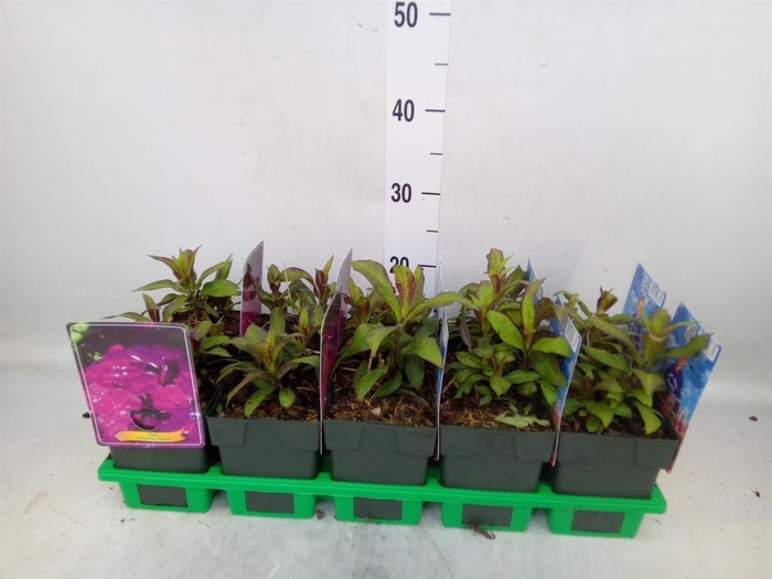 <h4>Phlox panic.   ...</h4>