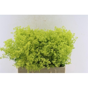 Alchemilla M Robustica