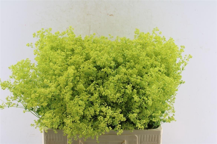<h4>Alchemilla M Robustica</h4>