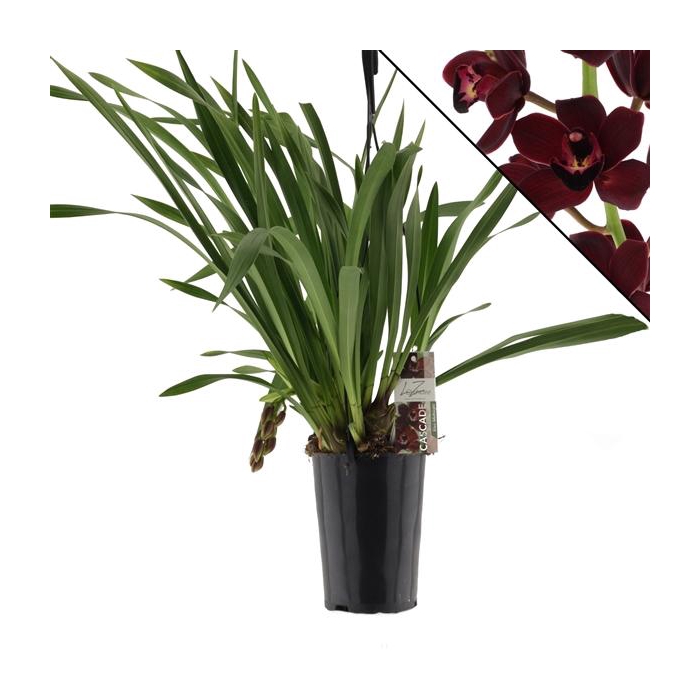 <h4>Kiwi Midnight zonder bloemtakken</h4>