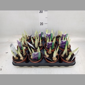 Iris reticulata 'Pixie'