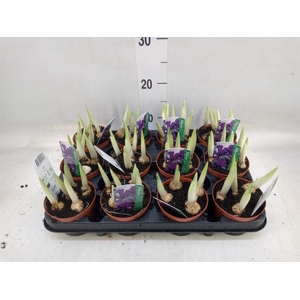 Iris reticulata 'Pixie'