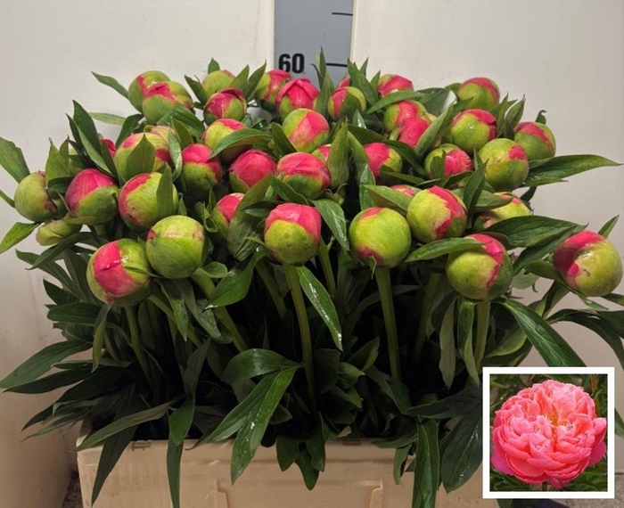 <h4>PAEONIA HYBR. 'CORAL CHARM'</h4>