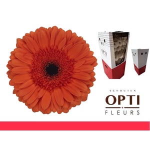 Gerbera Capella Aquabox