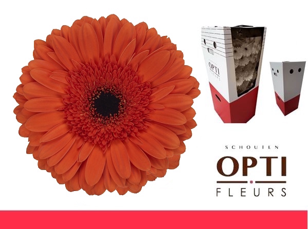 <h4>Gerbera Capella Aquabox</h4>