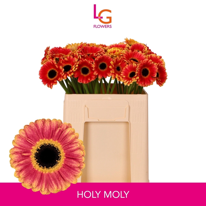 <h4>GE MI HOLY MOLY</h4>