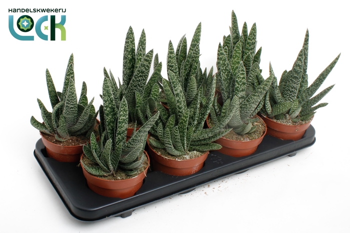 <h4>Gateria Big Ben</h4>