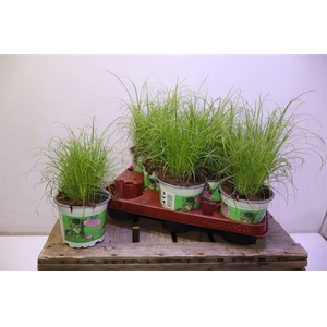 arr8 Cyper Alt Zumula