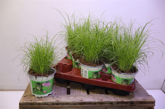 <h4>arr8 Cyper Alt Zumula</h4>