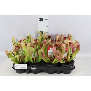 Sarracenia   ...
