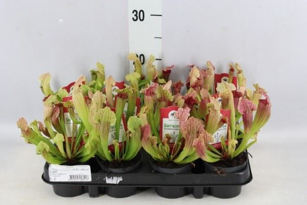 <h4>Sarracenia   ...</h4>