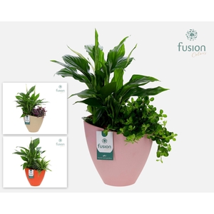 Biologisch afbreekbare schaal Large met arrangement