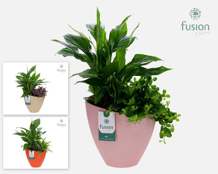 <h4>Biologisch afbreekbare schaal Large met arrangement</h4>