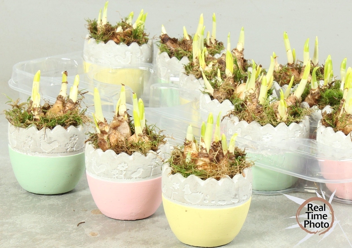 <h4>ARR NARCISSUS</h4>