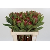 Protea Robijn