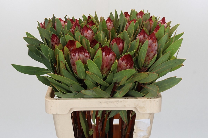 <h4>Protea Robijn</h4>
