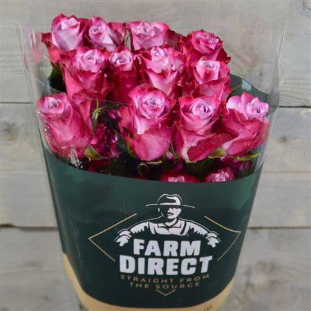 <h4>R Gr Deep Purple</h4>