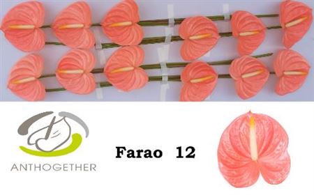 <h4>Anth A Farao X12</h4>