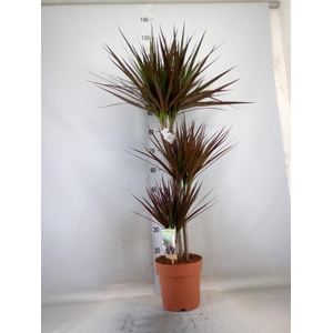 Dracaena marg. 'Magenta'