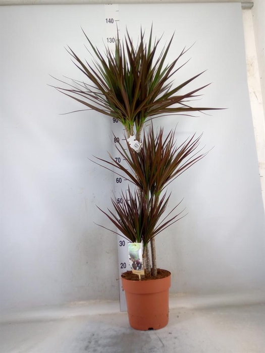 <h4>Dracaena marg. 'Magenta'</h4>