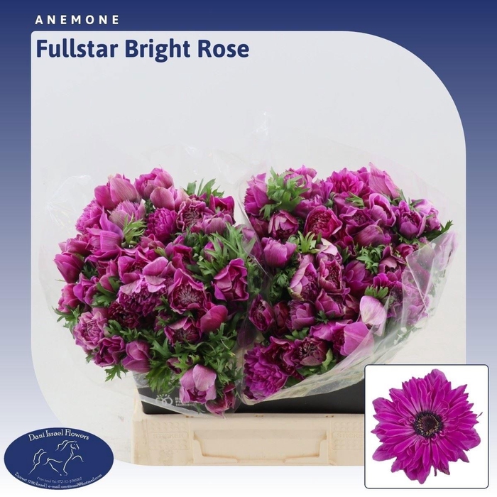 <h4>ANEM CO FSTAR B ROSE</h4>