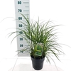 Miscanthus sinensis