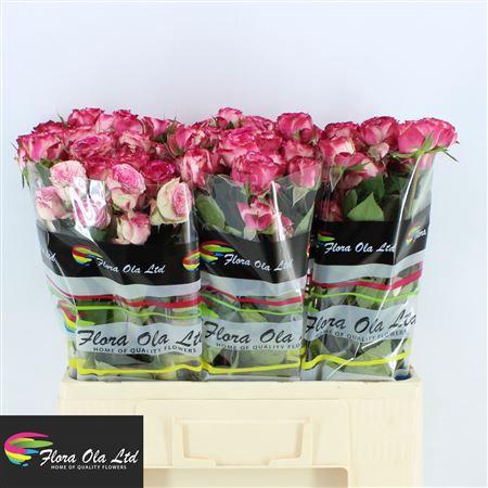 <h4>R Tr Eyeopener</h4>