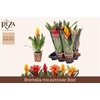 Bromelia Gem 6 Srt