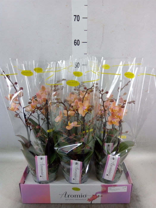 <h4>Phalaenopsis multi.   ...rose</h4>