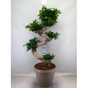 Ficus microcarpa 'Ginseng'