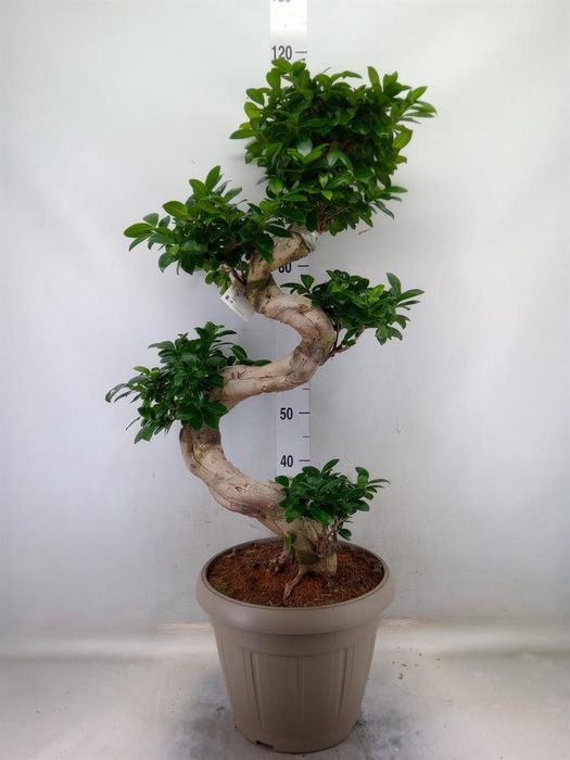 <h4>Ficus microcarpa 'Ginseng'</h4>