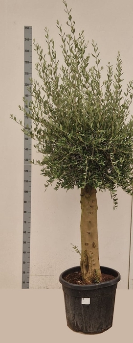 <h4>OLEA EUROPAEA</h4>