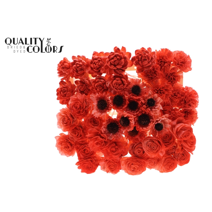 <h4>Shola Flower Mix on stem Coral</h4>